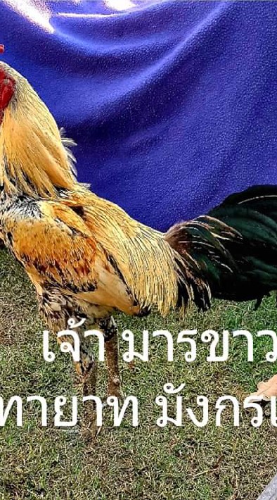 ซุ้ม อ.ยอดดอย ลำพูน