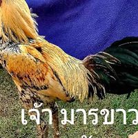 ซุ้ม อ.ยอดดอย ลำพูน