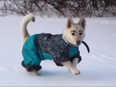 Hasil gambar untuk Anjing Ini Viral Karena Punya Corak di Wajahnya yang Mirip Alis