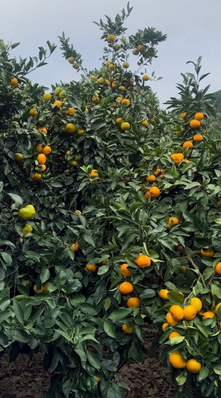 瀧本農園🍊