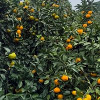 瀧本農園🍊