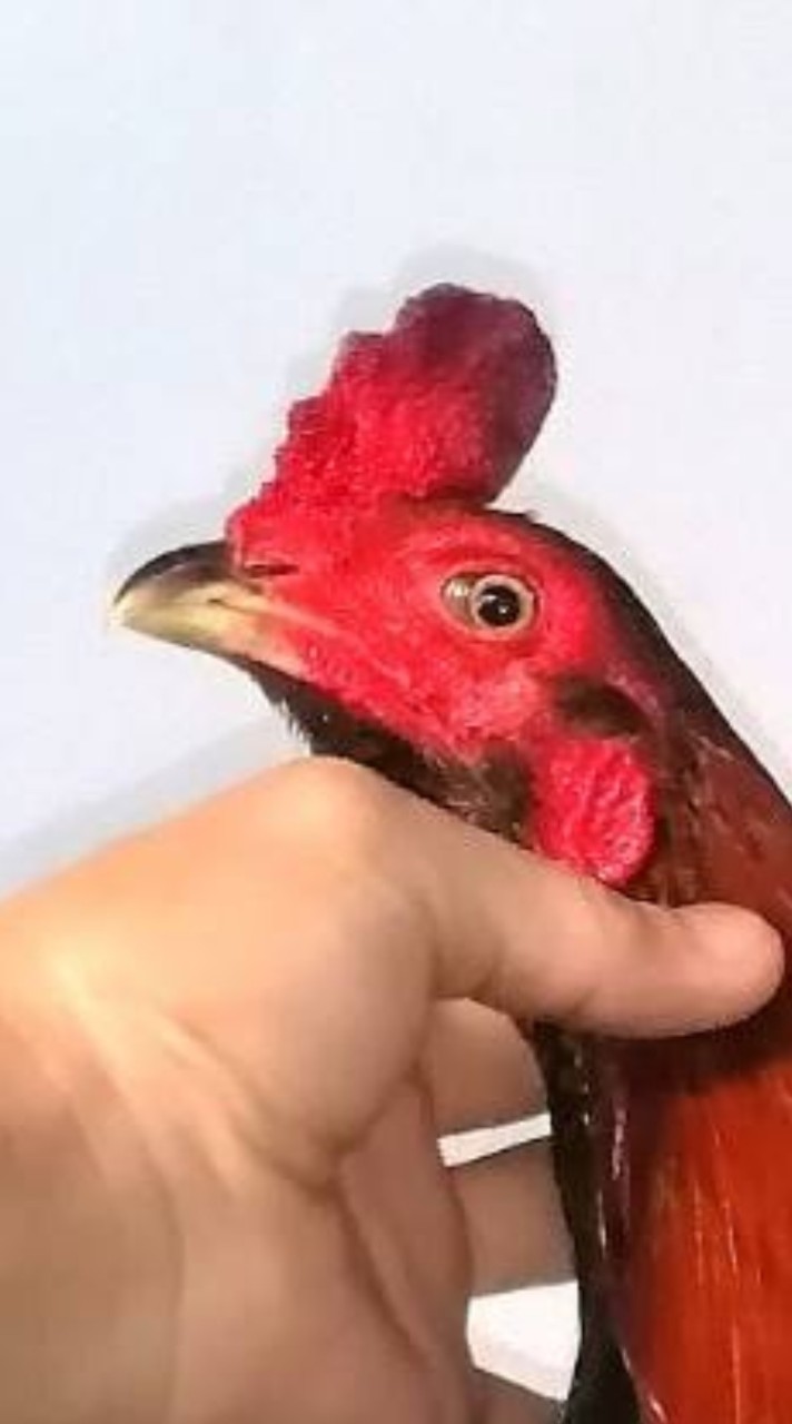 ⭐ซุ้ม.มาลั​ยทอง"ลำพูน⭐จำหน่ายไก่ชนสายพันธุ์​🐓(พม่า.&.ป่าก๋อย)