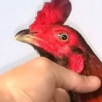 ⭐ซุ้ม.มาลั​ยทอง"ลำพูน⭐จำหน่ายไก่ชนสายพันธุ์​🐓(พม่า.&.ป่าก๋อย)