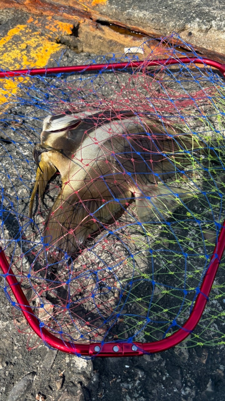 釣魚實習生