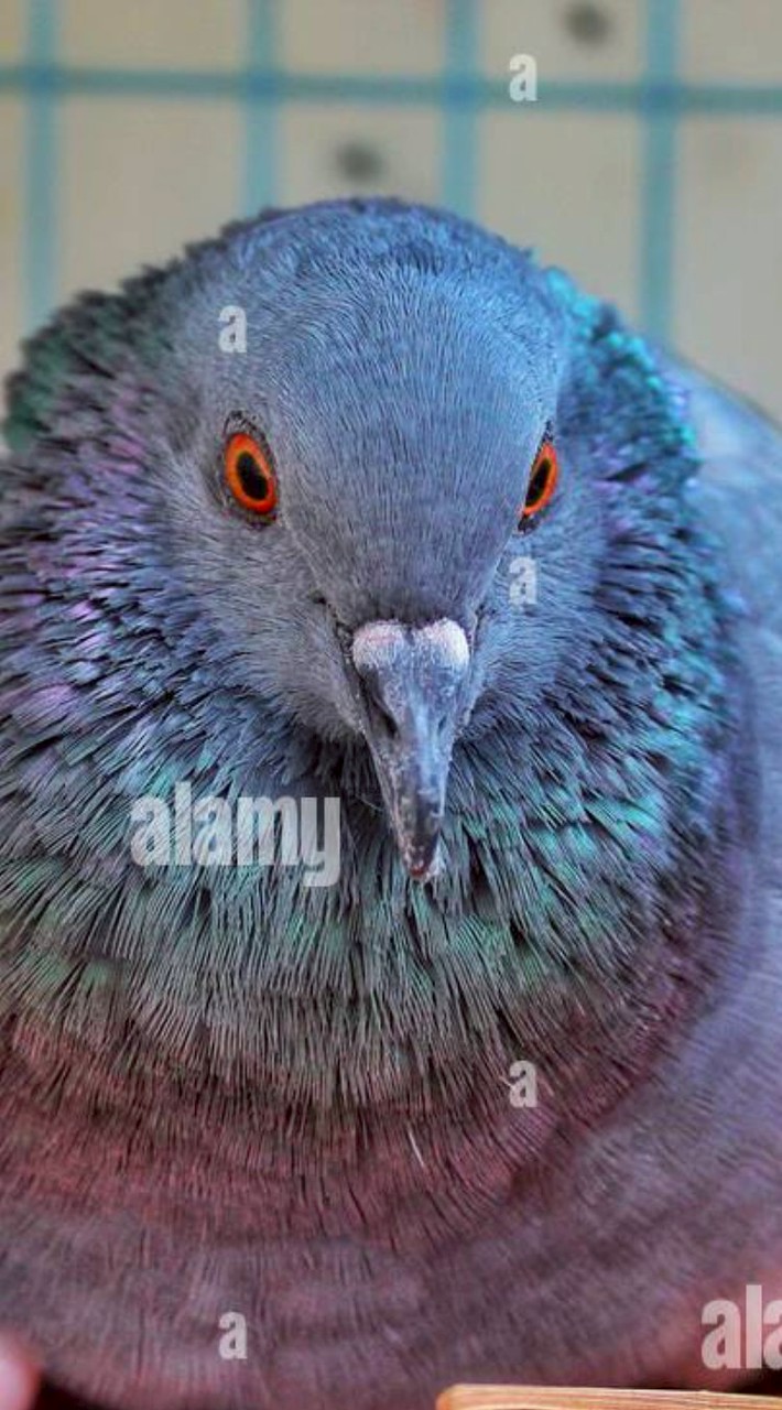 Pigeon gang[ แก๊งนกพิราบ ]
