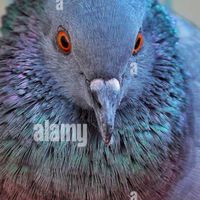 Pigeon gang[ แก๊งนกพิราบ ]