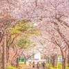 アイビーの花言葉は 「永遠の友情」折学