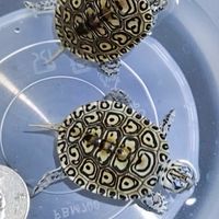 寶島龜很大🐢