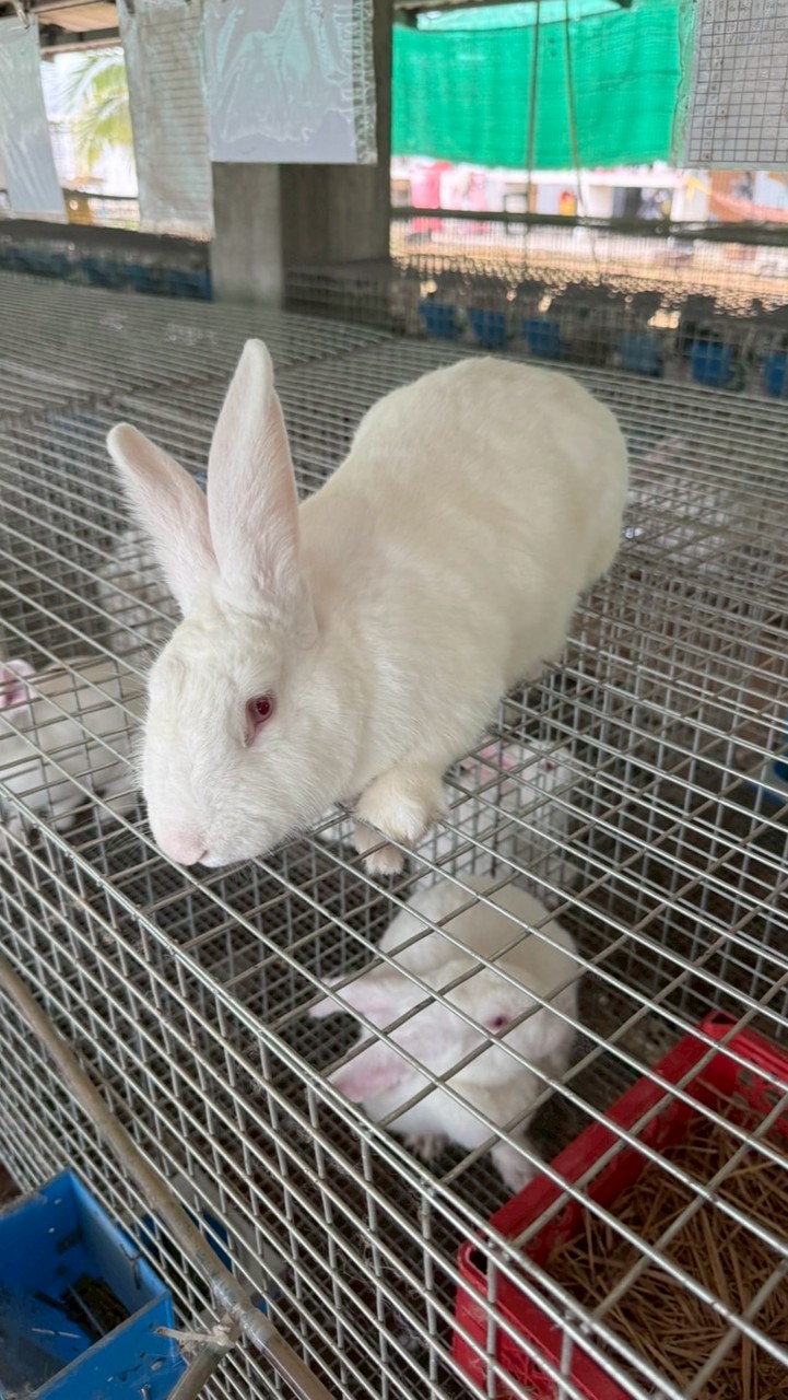 🐇ผู้เลี้ยงกระต่ายเนื้อในประเทศไทย🇹🇭