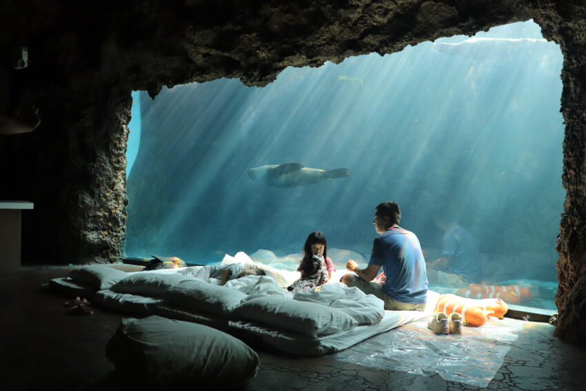 台灣水族館、海洋館、海生館水族館, 桃園市中壢區春德路xpark, 北部水族館, 台灣水族館, 桃園青埔水族館, 台中三井水族館, 桃園水族館表演時間, 桃園水族館地址, 台中xpark, 台灣最大水族館, 魚田水族館, 藍海水族館, 熱帶魚水族館, 陽光空氣水族館, 全台水族館, 中部水族館, 南部水族館, 東部水族館, 快樂水族館, 桃園xpark一日遊, 雷迪森酒店水族館, 水族館台灣, 桃園水族館一日遊, xpark門票優惠2021, 七彩世界水族館, 新竹xpark, 周天央水族館, 大洲水族館, xpark台中, cozzibluxpark, 珊瑚水族館, 桃園青埔xpark, 水母缸推薦, 桃園青埔xpark水族館, 桃園青埔xpark都會型水生公園門票, 線上水族館, 桃園海生館xpark, 水世界水族館, 海龍王水族館, 水母缸設計, 宏偉水族館, 如魚得水水族館, 桃園區水族館, 亞太水族館, xpark夜宿價格, 藍箱水族館, 鄉井水族館, xpark優惠門票, 景觀水族館, 桃園都會型水生公園, xpark夜宿kkday, 桃園水族館xpark附近美食, 仙鑽水族館, 水生館桃園, 台灣企鵝水族館, 瘋狂水族館, 春日水族館, 澎湖水族館相片, 北部水族館推薦, 桃園青埔xpark都會型水生公園, 桃園青埔海洋館, 賜海水族館, xpark水族館停車, 海世界水族館, 七彩水族館, 桃園水族館國旅券, 泉源水族館, 桃園xpark營業時間, 農業科技園區水族館, 桃園青埔海生館, 桃園景點水族館, 宏祥水族館, 珊瑚海水族館, 懶人水母療癒缸, 水族館水草, 水族館北部, 東森水族館, 北部最大水族館, 金鑫水族館, 澎湖水族館票券資訊, 台灣最大的水族館, 桃園一日遊xpark, 桃園水族館水母, 紅龍水族館, 桃園xpark都會型水生公園, 臺灣水族館, 水族館石頭, 北台灣水族館, 水寶水族館, 桃園青埔水族館門票, 金洋水族館, 北大水族館, 水精靈水族館, 草影水族館, 桃園xpark票價, 和逸飯店桃園館xpark, 桃園青埔水生公園, 狂熱水族館, 台灣水族館推薦, 桃園水生館門票, 台灣最大海洋館, 桃園xpark門票優惠, 澎湖水族館kkday, 桃園海洋博物館門票, 桃園xpark訂票, 桃園水族館介紹, 桃園華泰名品城水族館, 水草水族館, 桃園水族館過夜, 桃園海洋館xpark, 桃園青埔水生館, 水族館批發, 透明水族館, 桃園水族館紀念品, 桃園xpark地址, 桃園水族館場次, 桃園水族館表演, klook桃園水族館, 夜宿水族館屏東, 水族館殺菌燈, 家庭水族館, 水族館常見水草, 桃園新埔水族館, 珊瑚海水族館剛海企業有限公司, 北台灣海生館, 國旅券桃園水族館, 宏洋水族館, 西高地水族館, 台灣水族館住宿, 桃園水生, 澎湖水族館夜宿價格, 桃園水族住宿, 桃園市xpark, 桃園水族館優惠票, 桃園買一送一xpark, 桃園水族館地圖, 桃園水生公園門票, xpark都會型水生公園門票優惠, 桃園青埔都會型水生公園, 桃園海洋館票價, 水族館商品, xpark水族館學生票, 桃園水族世界, 桃園水族館套票, 海派珊瑚水族館, 桃園水生公園xpark, 桃園都會水族館, 桃園水族館的門票, 台灣桃園水族館, 海洋生物館桃園, xpark桃園門票, 桃園市青埔水族館, 桃園水族舘, 桃園水族館週邊景點, 美麗海水族館附近住宿, 桃園青埔xpark, 水族館攻略,