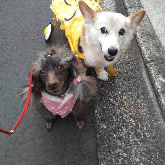 シニア犬の穏やかな毎日 見ているだけでほっこり