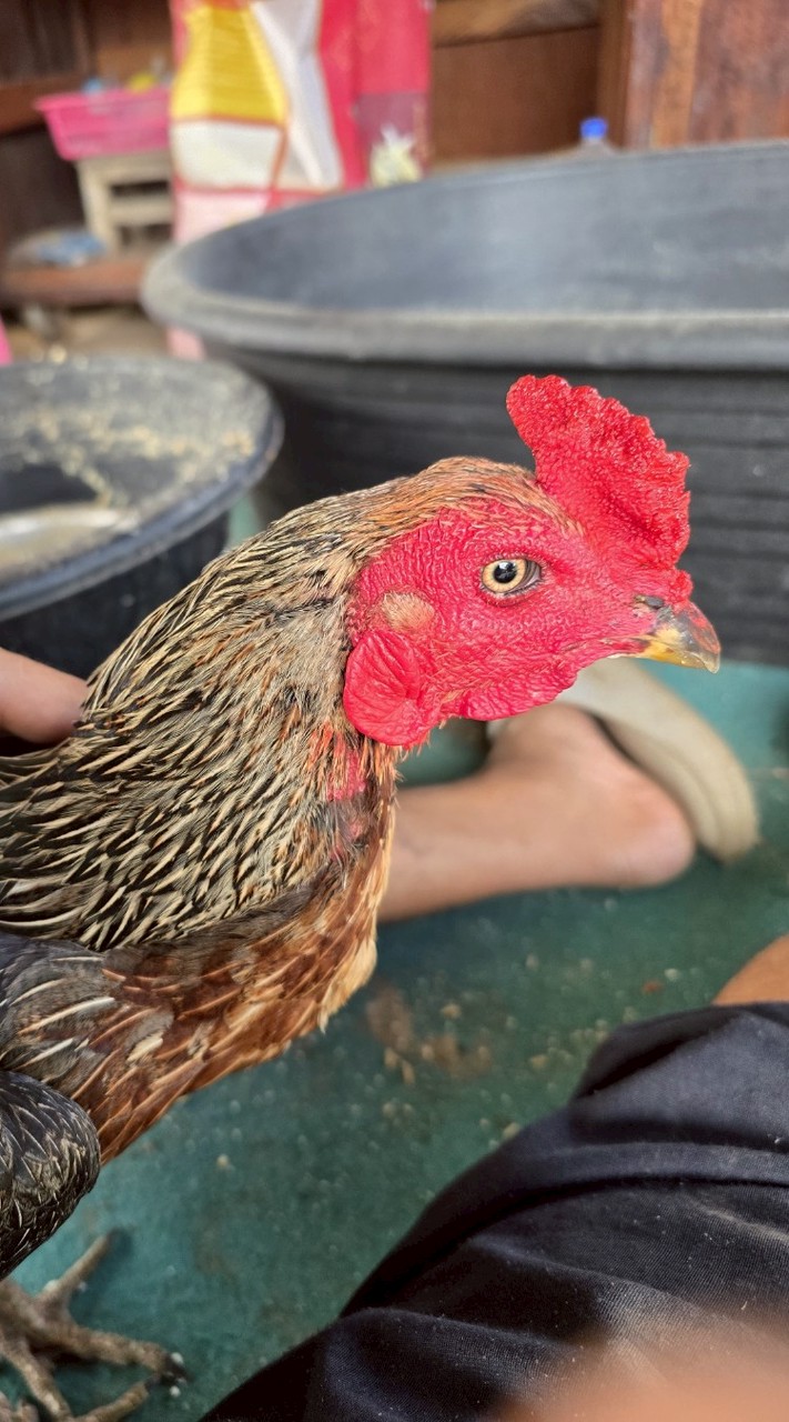 ไก่ชน​ บ้านแม่สุรีย์​ อ.ทรงชัย368ยอดไก่ชน