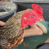 ไก่ชน​ บ้านแม่สุรีย์​ อ.ทรงชัย368ยอดไก่ชน