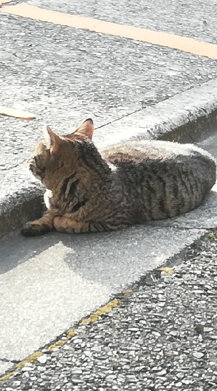 保護猫・犬活動に興味のある方(学生も大歓迎です！）
