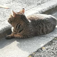 保護猫・犬活動に興味のある方(学生も大歓迎です！）