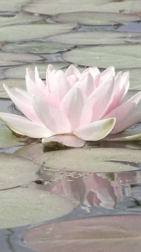 ☆ เดนดาว NEVERDIE - EtherealChat.