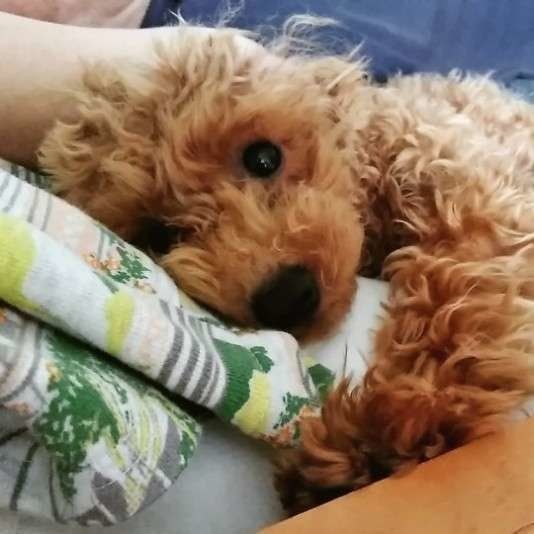 犬が飼い主に くっつく理由 離れる理由 は