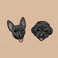 Bobo pet toys ✈️