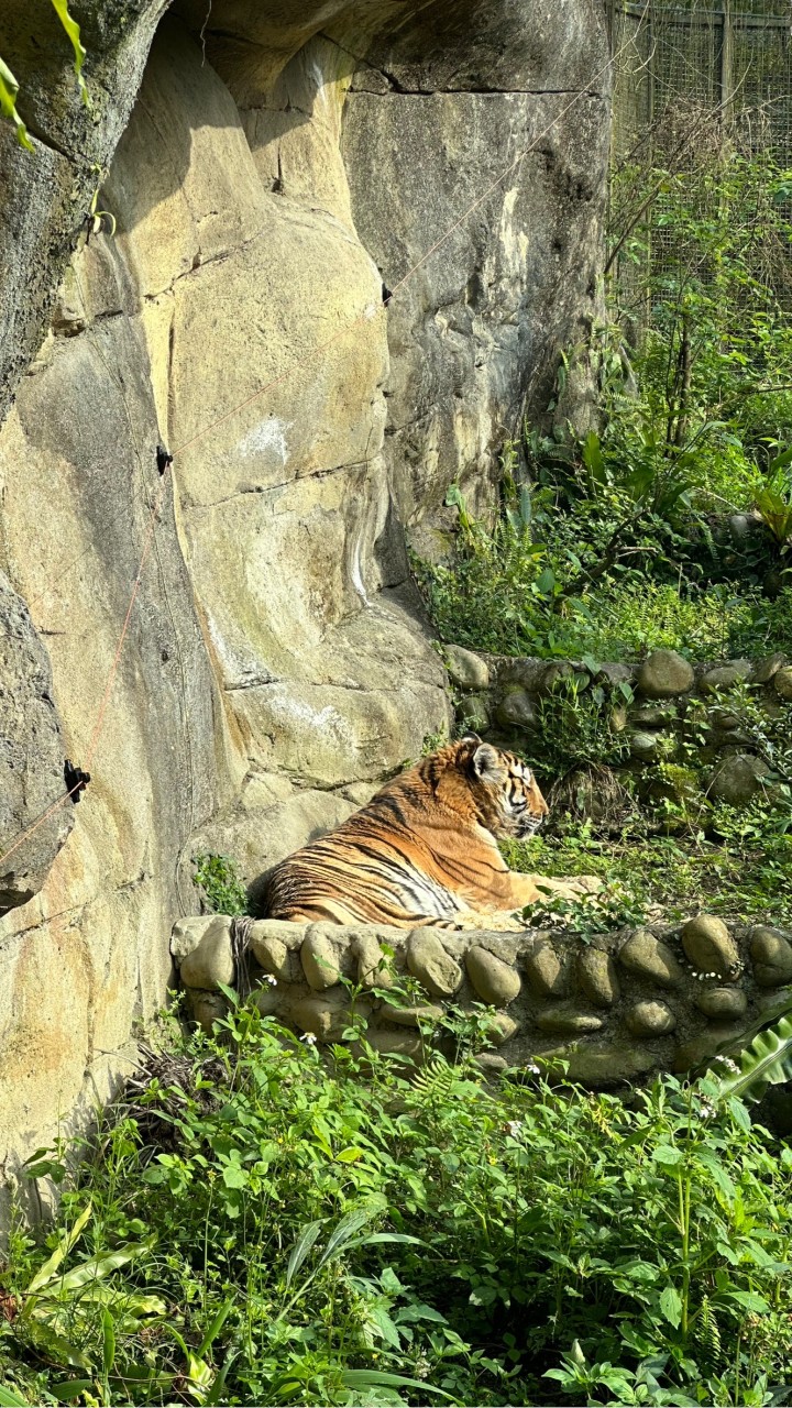 2022虎寶寶🐯雙北媽咪群組