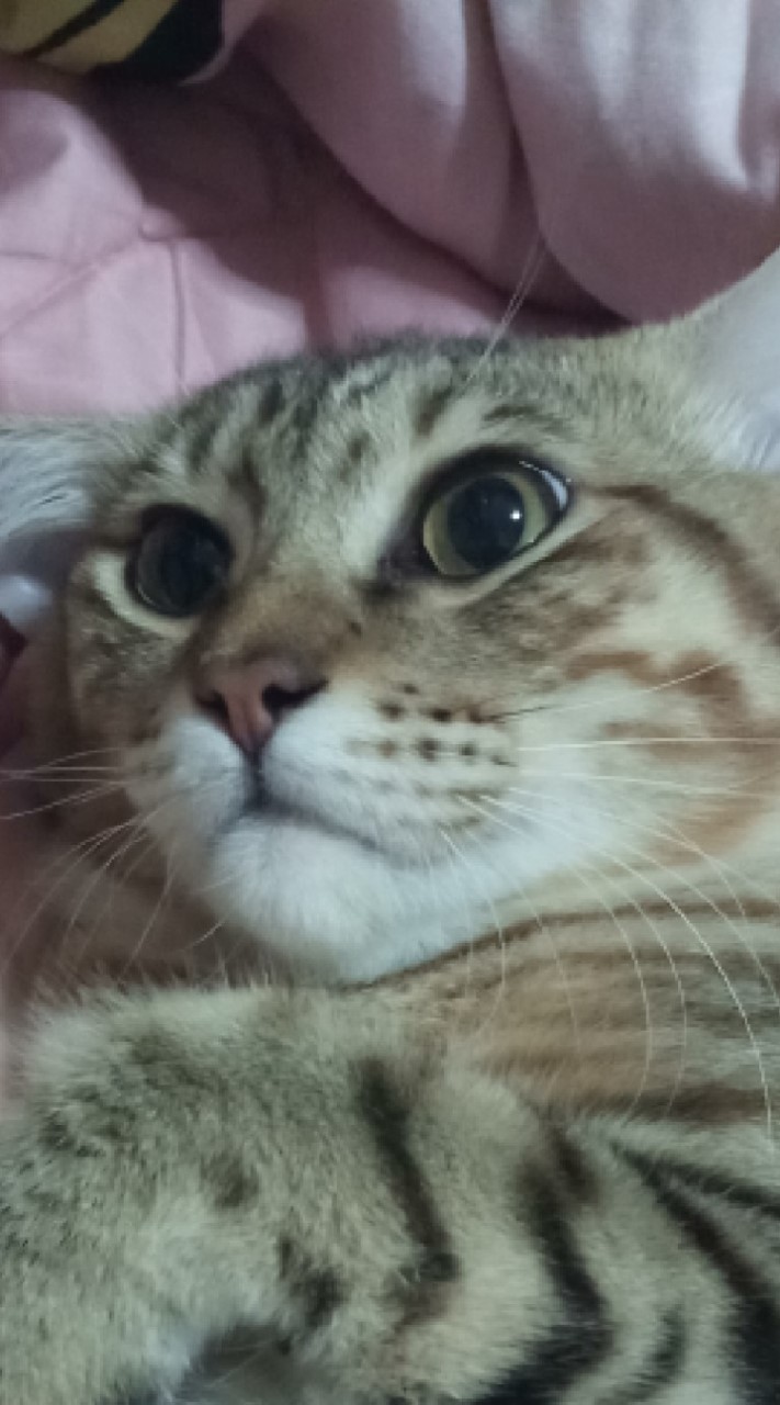 คนอวดเหมียว