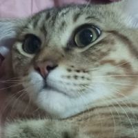 คนอวดเหมียว