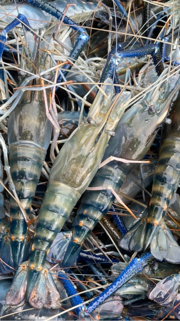 一尾小魚（專賣活泰國蝦）