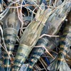 一尾小魚（專賣活泰國蝦）