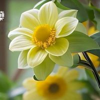植物圖鑑、瑜珈、人體奧妙養生分享