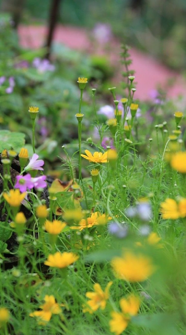 YuiまるHerb Garden