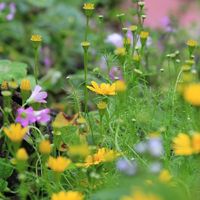 YuiまるHerb Garden