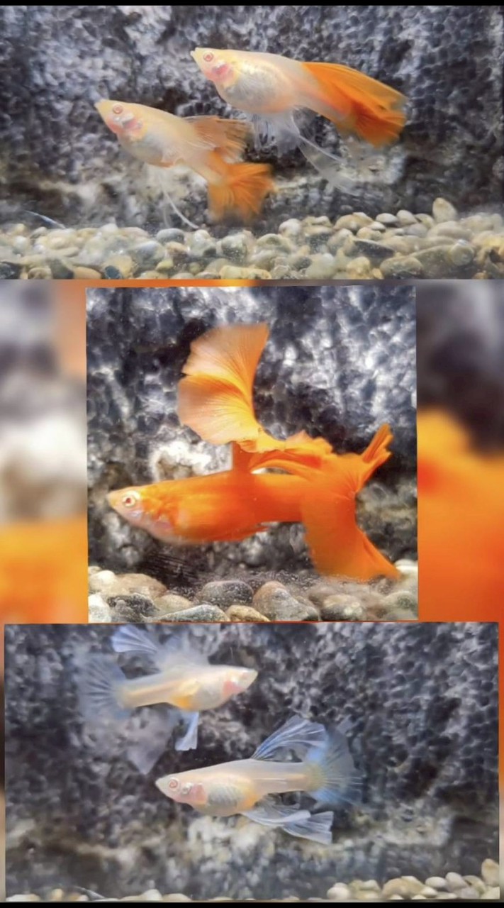 千臻萬雀水族寵物