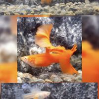 千臻萬雀水族寵物