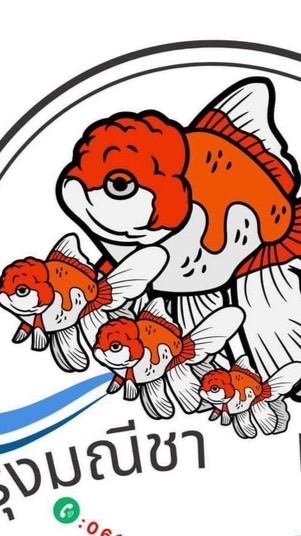 รุ่งมณีฟาร์ม 🐟 ปลาสวยงามคุณภาพ