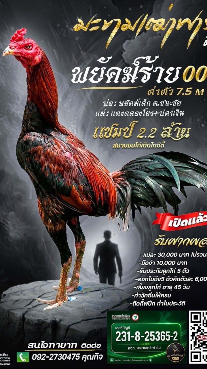 ฝากผสม พยัคฆ์ร้าย007 มะขามเฒ่าฟาร์ม