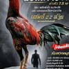 ฝากผสม พยัคฆ์ร้าย007 มะขามเฒ่าฟาร์ม
