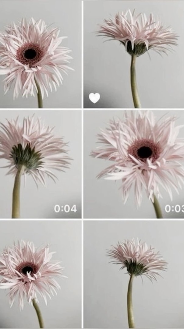 ตัวแทนดันคลิปสำเร็จ