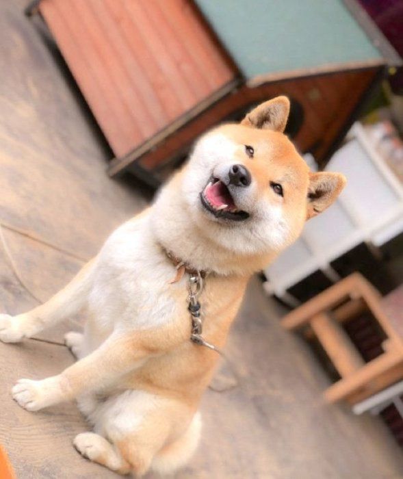 1億万点の笑顔で迎えてくれた 柴犬の姿に癒される