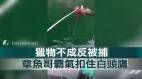 獵物不成反被捕 章魚哥霸氣扣住白頭鷹    圖 / 路透社