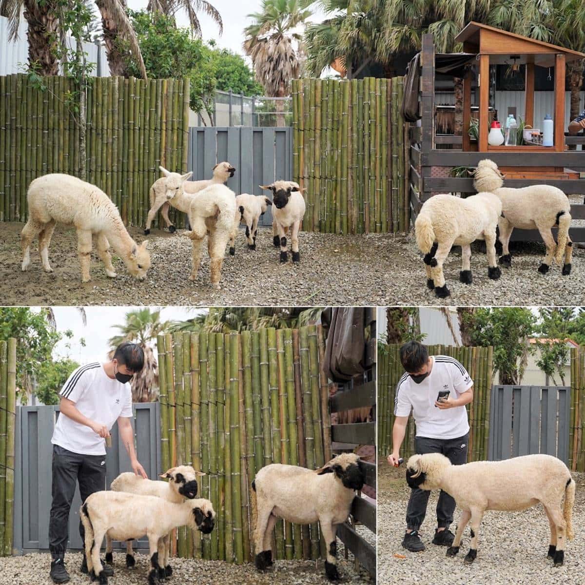 最低50元玩整天！2023新開幕６家「親子農場」：近距離餵水豚、１日小小蔥農