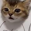 バウンティ、ゲームなんでも！！