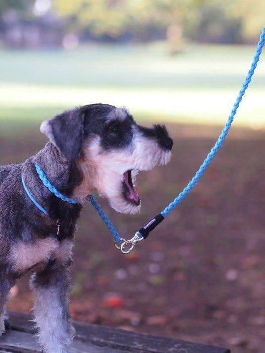 来客やチャイムに吠える愛犬に必要なことは 愛犬の事情