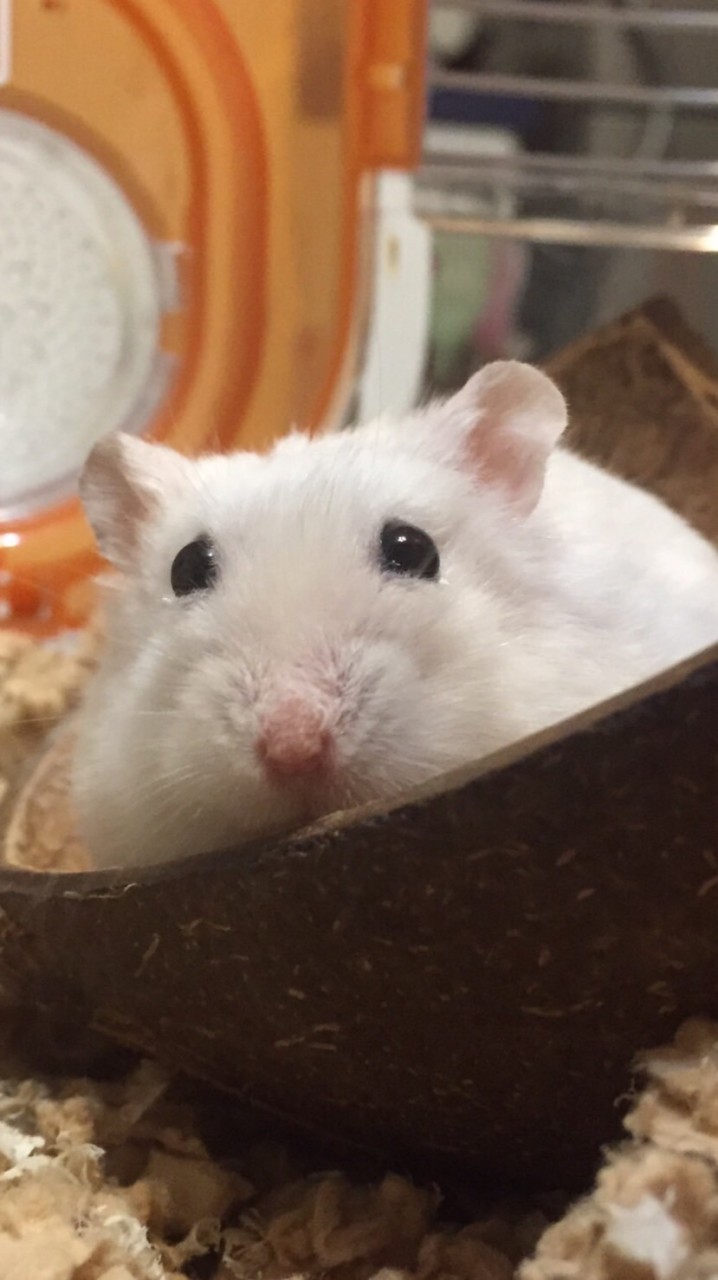 阿鼠國🐹