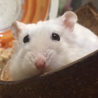 阿鼠國🐹