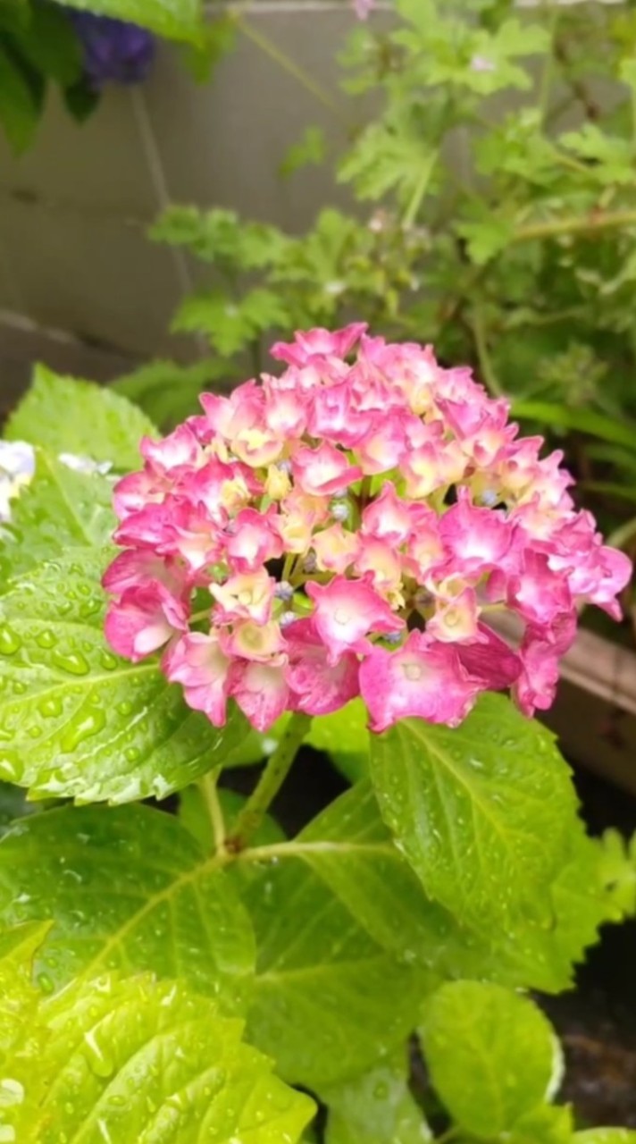 ⭐なんでも写真V.I.P.カフェ☕【全国版/大人編】⭐