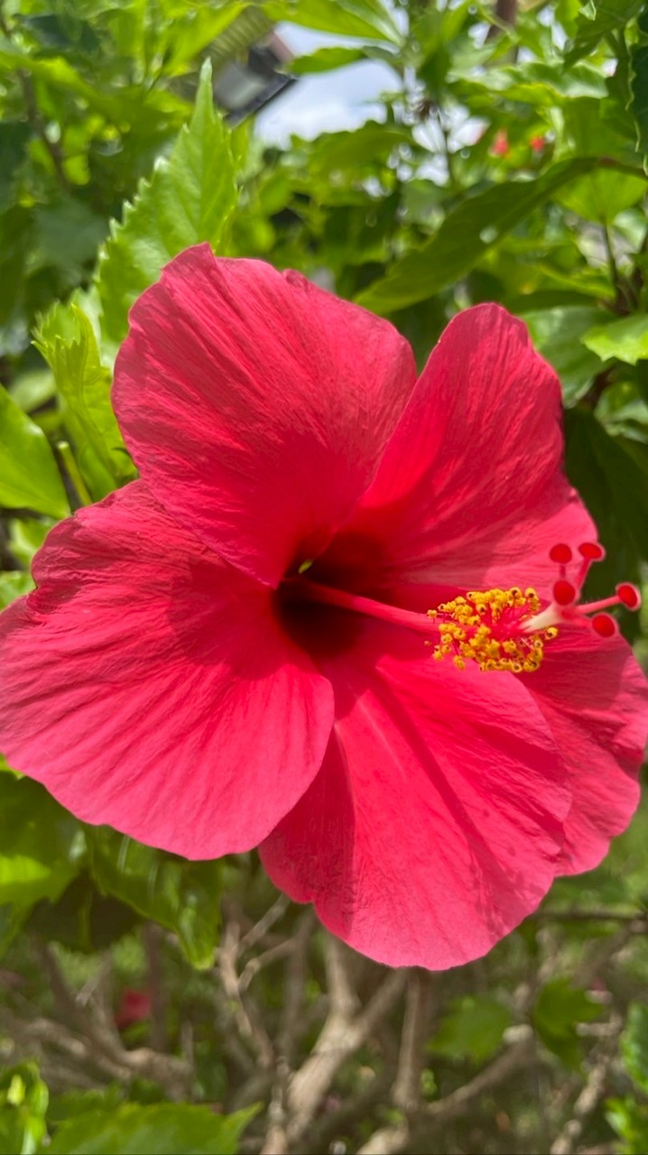 あとぴー肌結び🌺