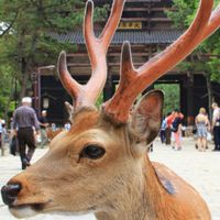 ST参謀本部