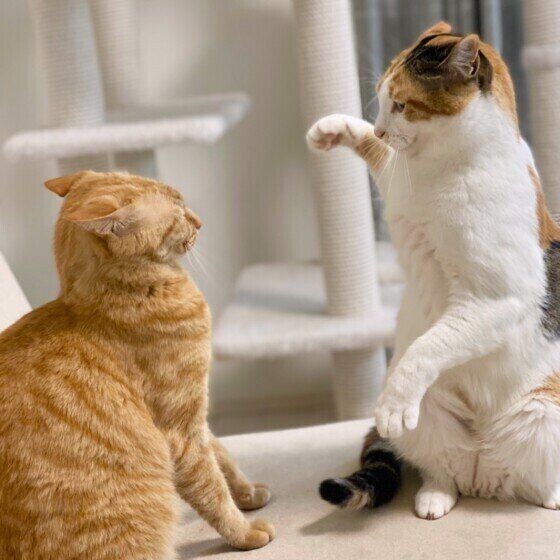 猫はケンカを好まない 威嚇する理由と猫なりの 戦いのルール があった ねこのきもちnews