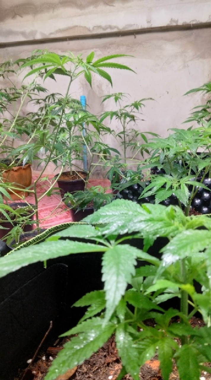 OpenChat Cannabis shop🥦🔥