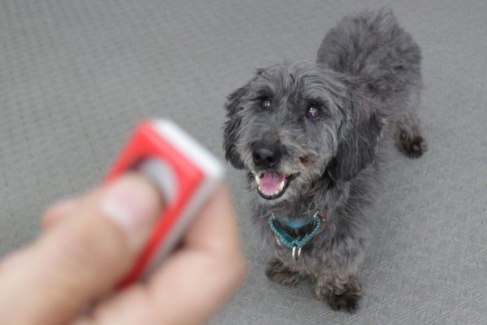 犬との絆が深まる魔法の道具 クリッカー いぬのきもちnews