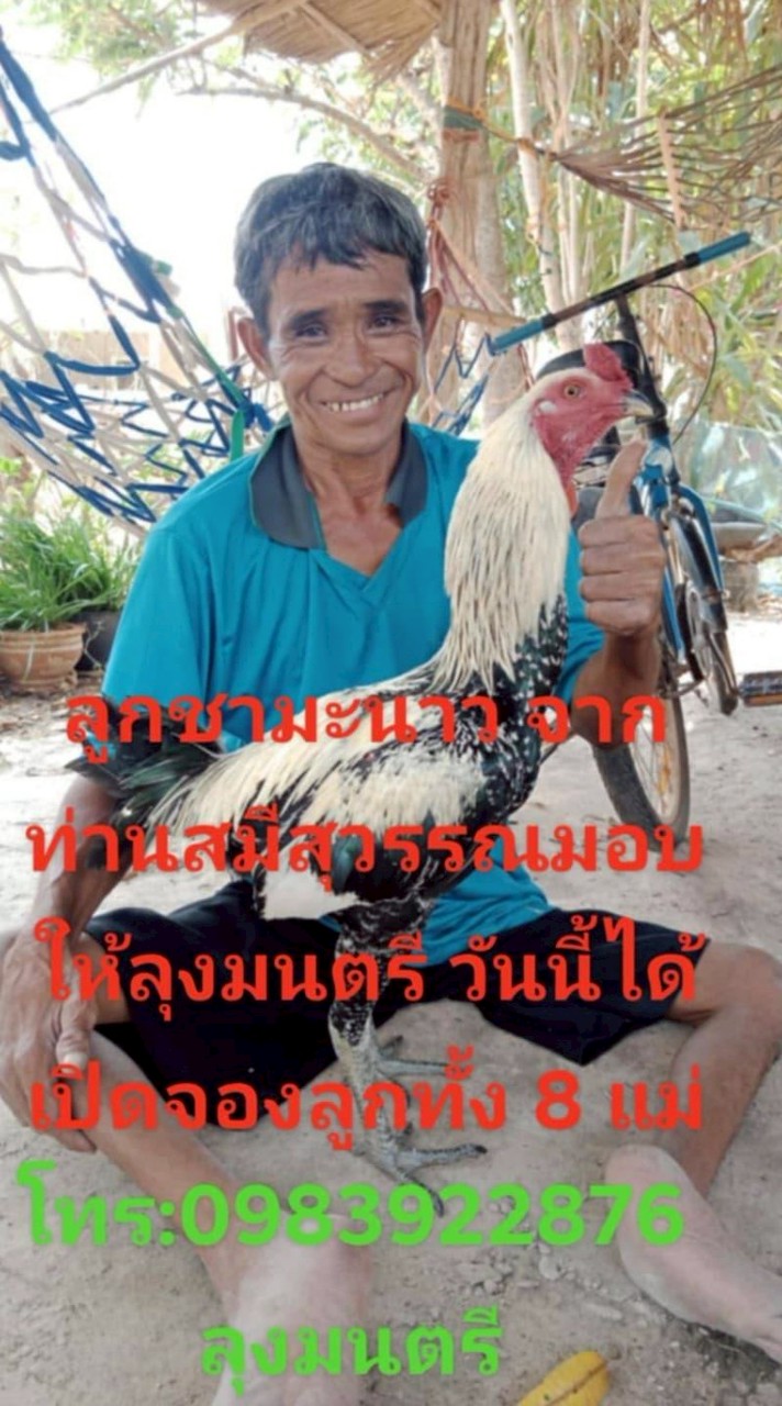 ค่ายอนุรักษ์ไก่ชนเมืองหนาว (สังกัดสมีสุวรรณ)